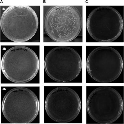 Synthesizing and Evaluating the Photocatalytic and Antibacterial Ability of TiO2/SiO2 Nanocomposite for Silicate Coating